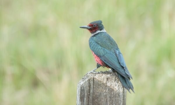 Woodpecker Hole Patching in Garland
