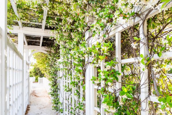Trellis Repair in Garland