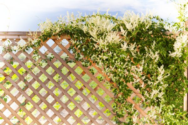 Lattice Repair in Garland