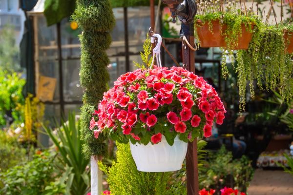 Hanging Planter Installation in Garland