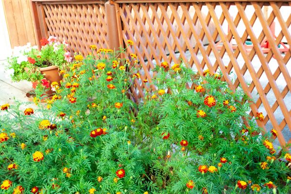 Decorative Lattice Mounting in Garland