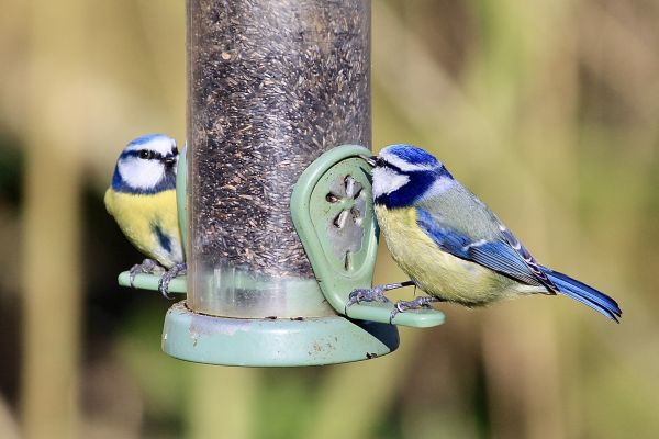 Bird Feeder Mounting Service in Garland