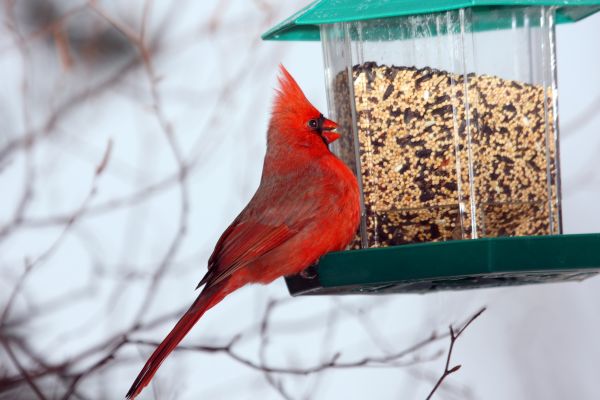 Bird Feeder Hanging in Garland